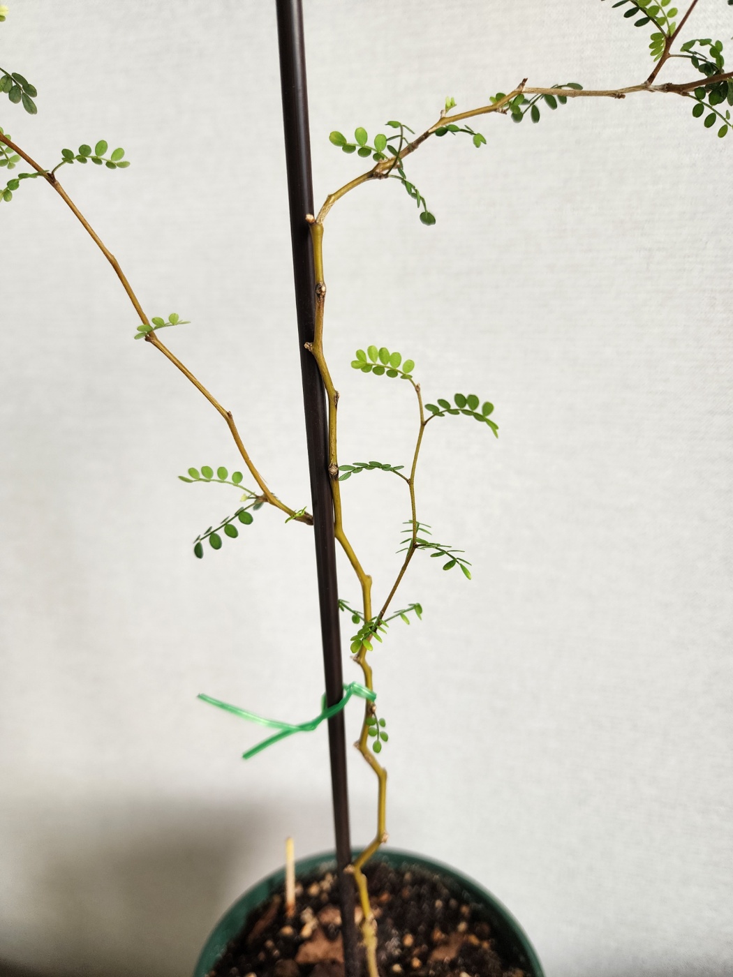 새순이 나오는중인 소포라