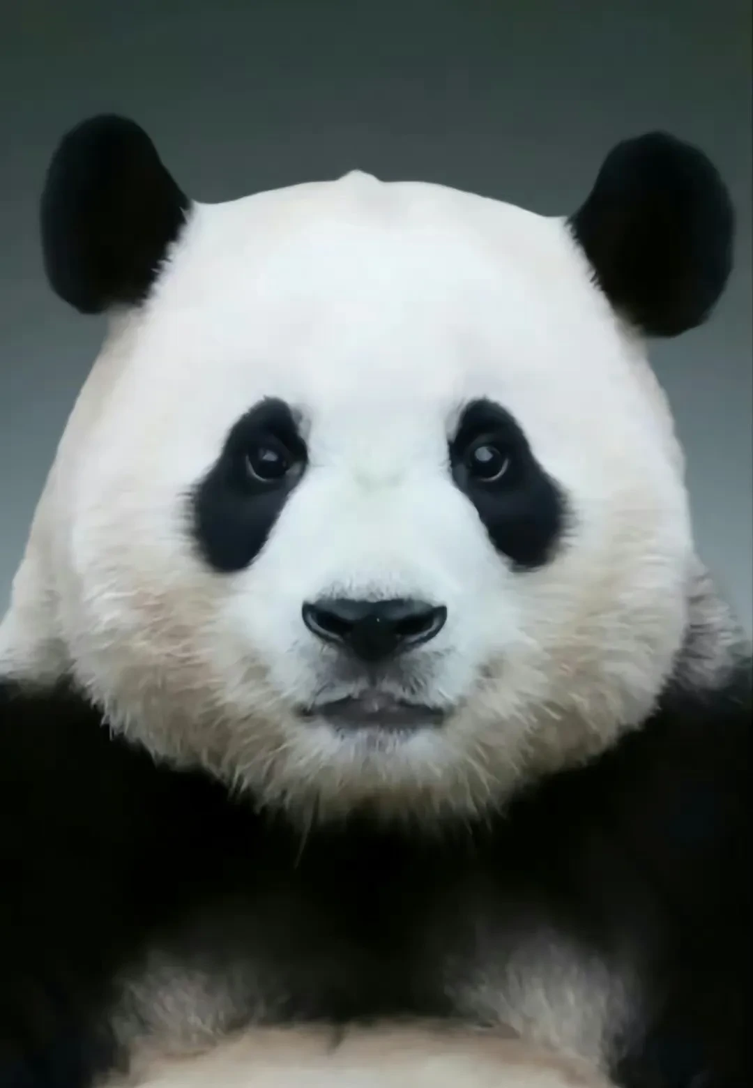 푸바오 건강이상설