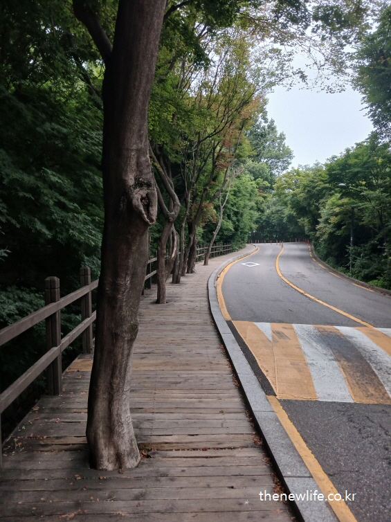 Wooden walking path along a curved road surrounded by tall trees in a quiet mountain area.-조용한 뒷산의 나무들 사이로 구불구불한 도로와 나란히 놓인 목재 산책로 모습.