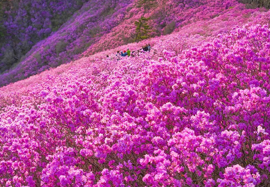 진달래꽃 명소 창원 천주산
