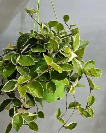 호야 키우기 꽃피우기 번식법 알고 물주기_4