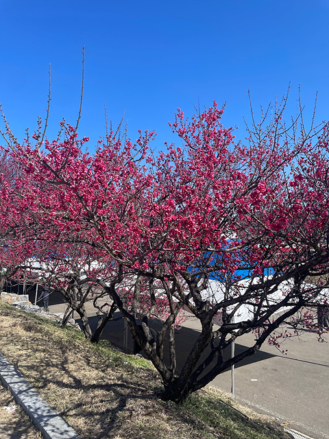 24년 광양 매화 축제 일정 요금 주차