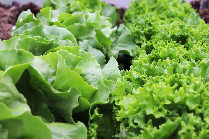 상추 파종시기 – 연중 재배 가능한 대표 작물