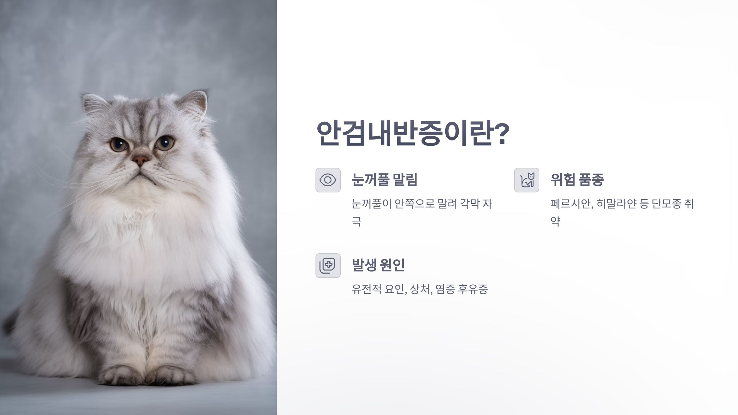 참조-고양이,-안검내반증-2