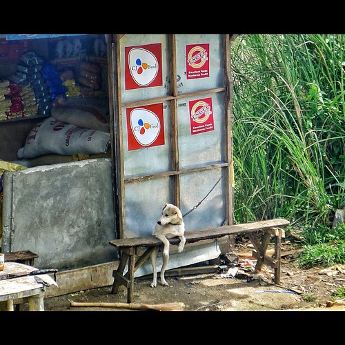 필리핀 토종 강아지 관련 사진