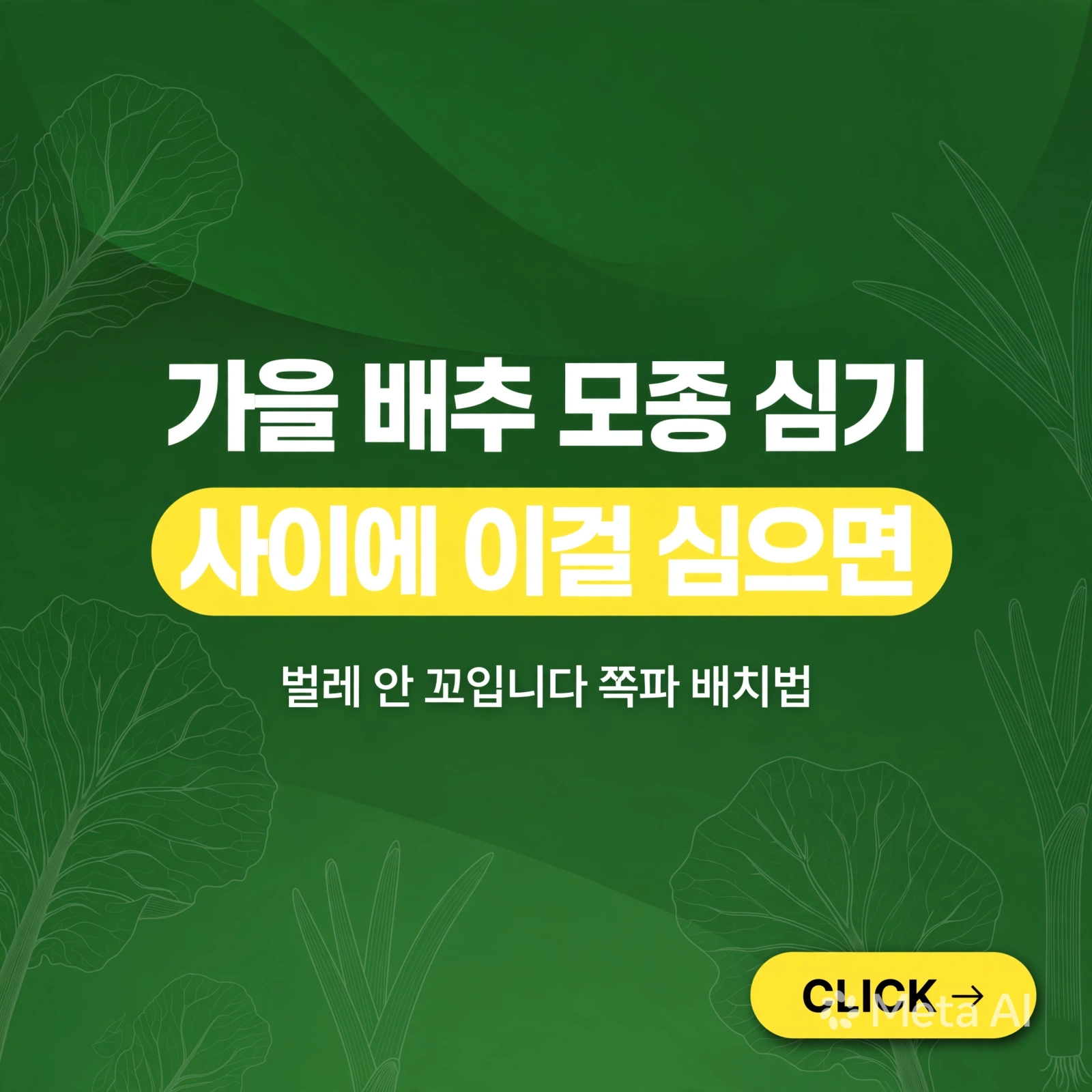 가을 배추 모종 심기 - 배추 사이 이걸 심으면 벌레 안 꼬입니다