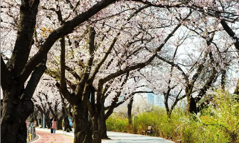 여의도 벚꽃길 사진