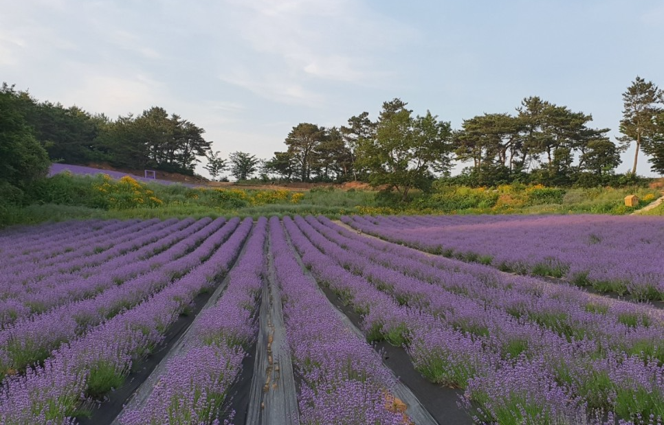 청농원 라벤더