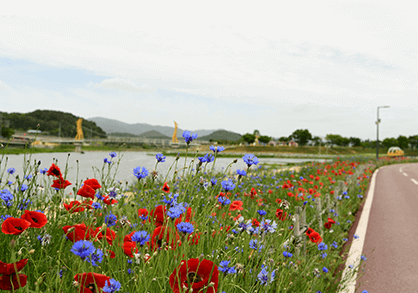 장성 황룡강 홍길동무 꽃길 축제