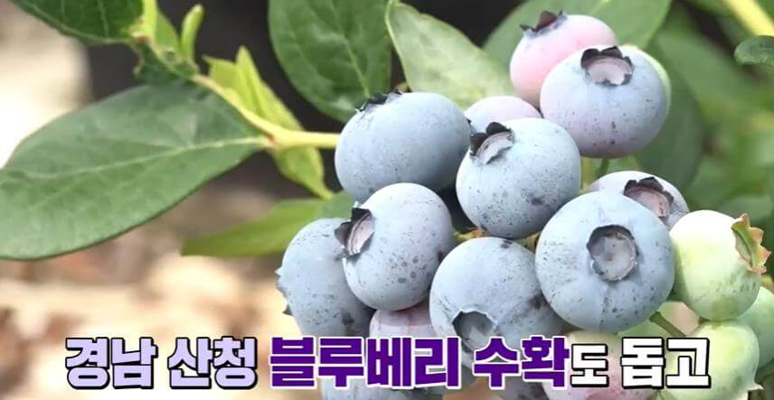 6시내고향-산청-블루베리