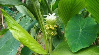 울금 관절 연고 관절통 완화 항염 작용 효능_11