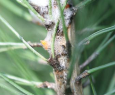 솔거품벌레(소나무거품벌레)