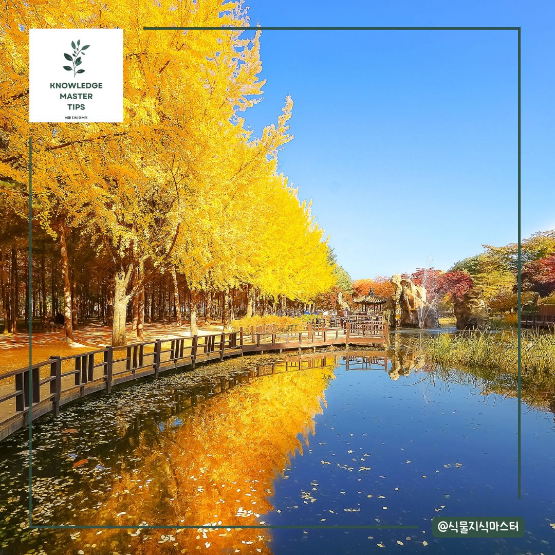 경기도 단풍 명소 - 남이섬