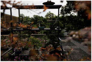 세계 분재의 날을 기념하는, 축제가 벌어지고 있는 미국 워싱턴 D.C.