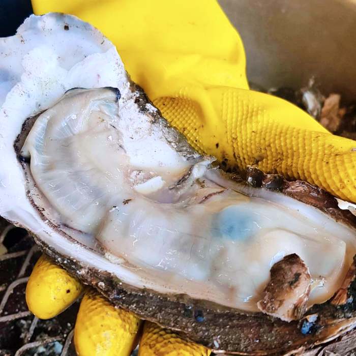 생방송오늘저녁 섬진강 하동 벚굴 구이 강굴 벚굴찜 벚굴전 벚굴죽 재첩국 재첩회무침 맛집 추천