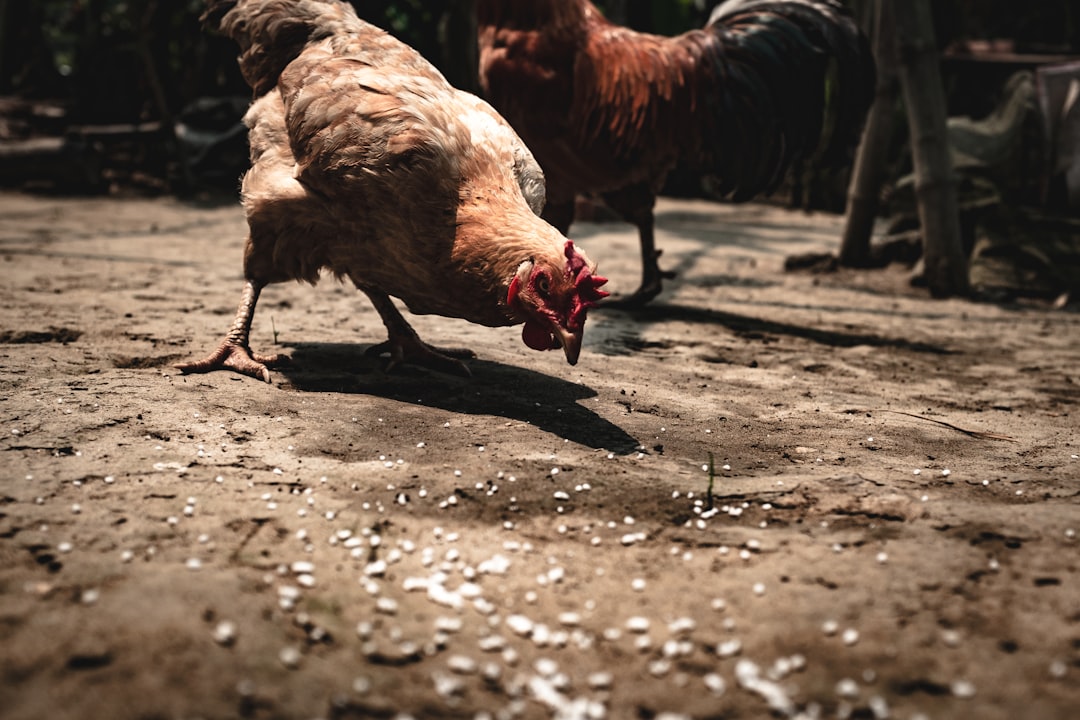 Livestock