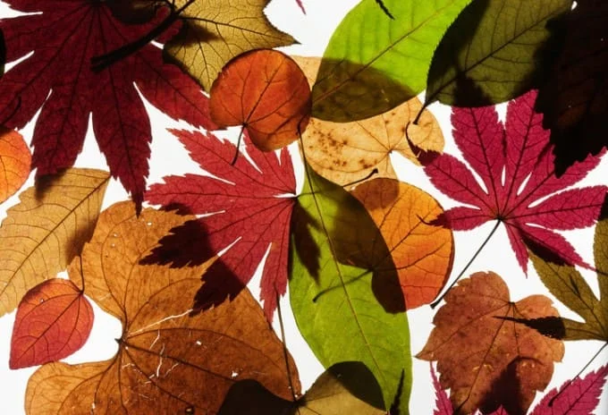 추석 선물세트 베스트5