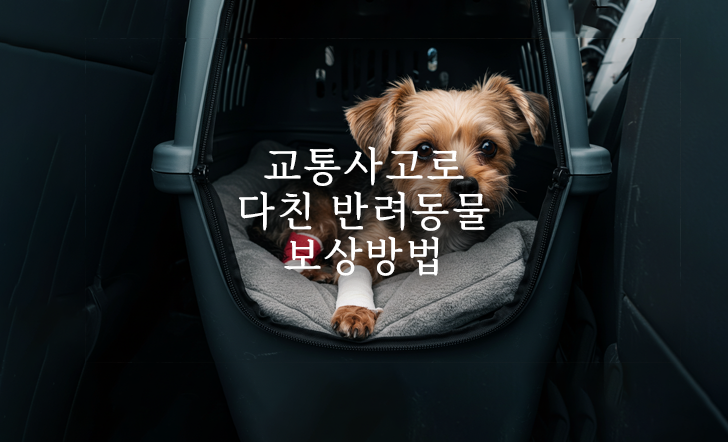 교통사고로 다친 반려동물