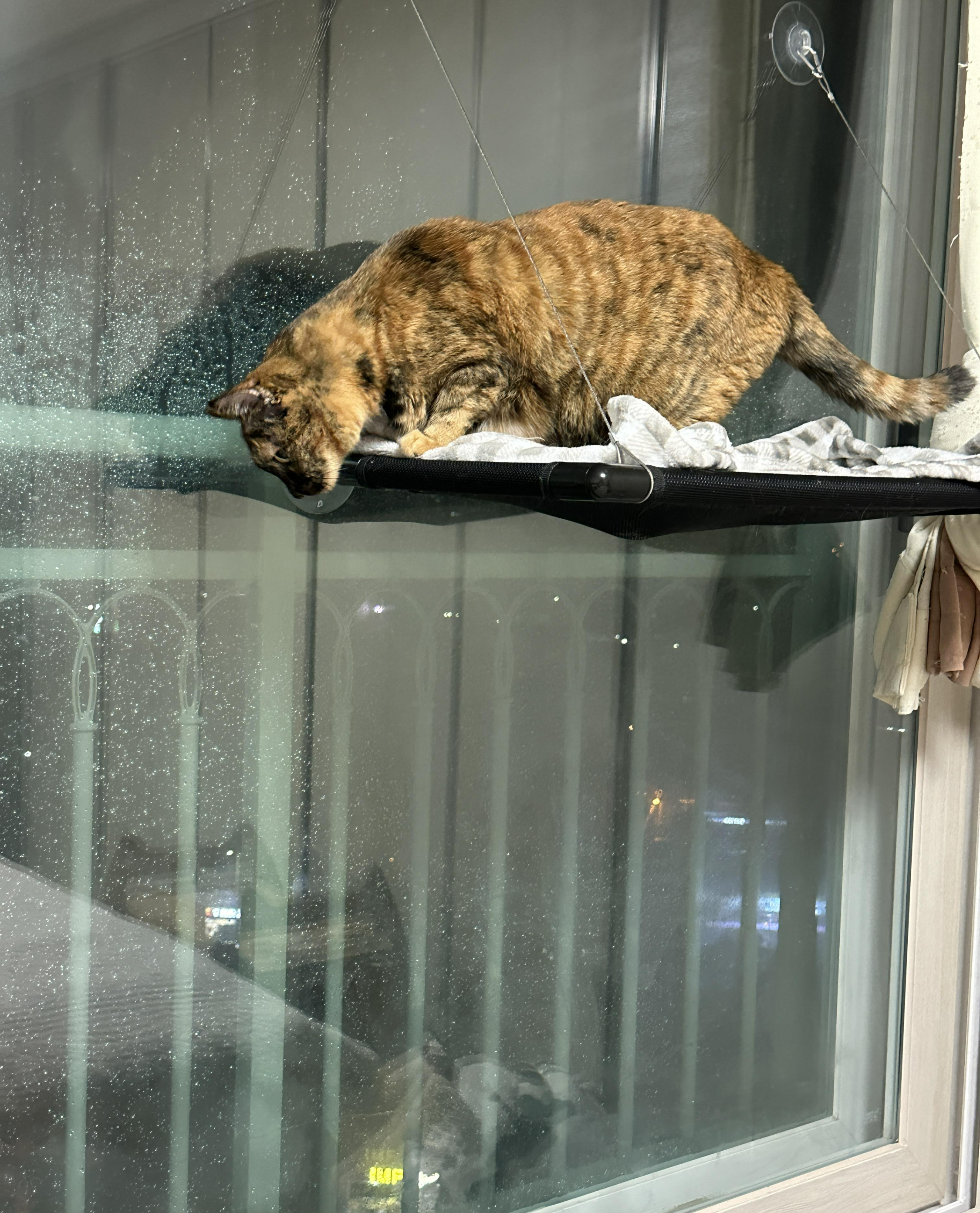 해먹_아래도_확인_중인_사랑이