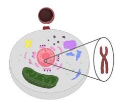 혈소판 수치 올리는 방법