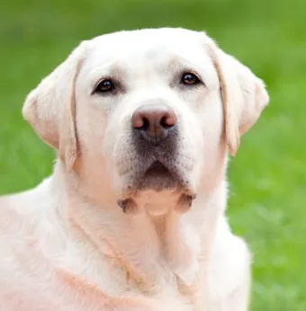 래브라도 리트리버 분양 가격 성격 장단점_14