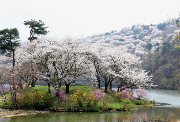 용인 호암호수 벚꽃길