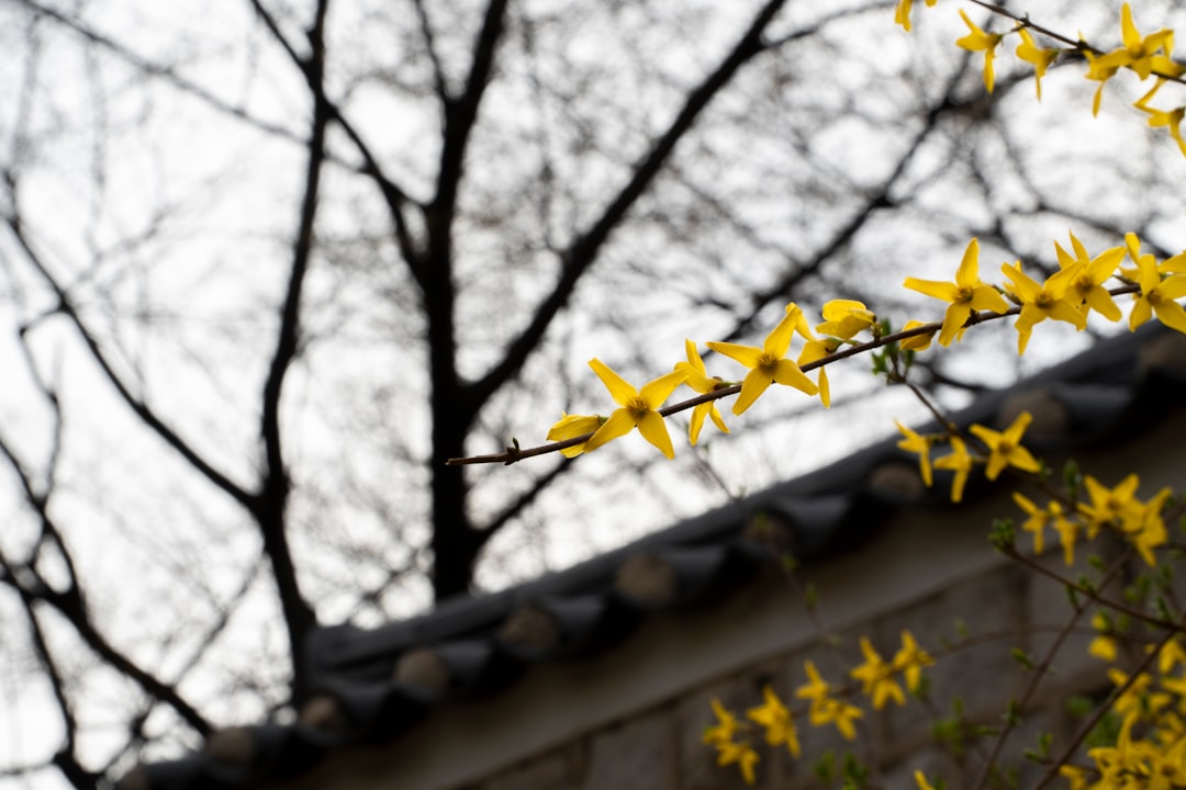 forsythia
