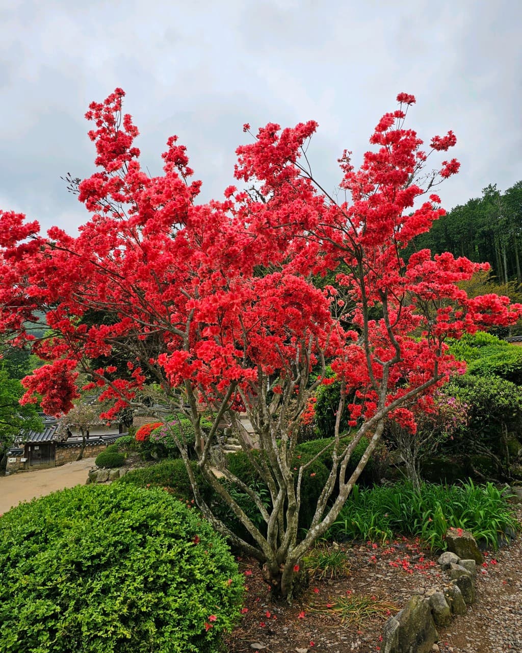 [4월 봄꽃 여행]순천 선암사❘진달래, 겹벚꽃, 홍매화, 개화시기
