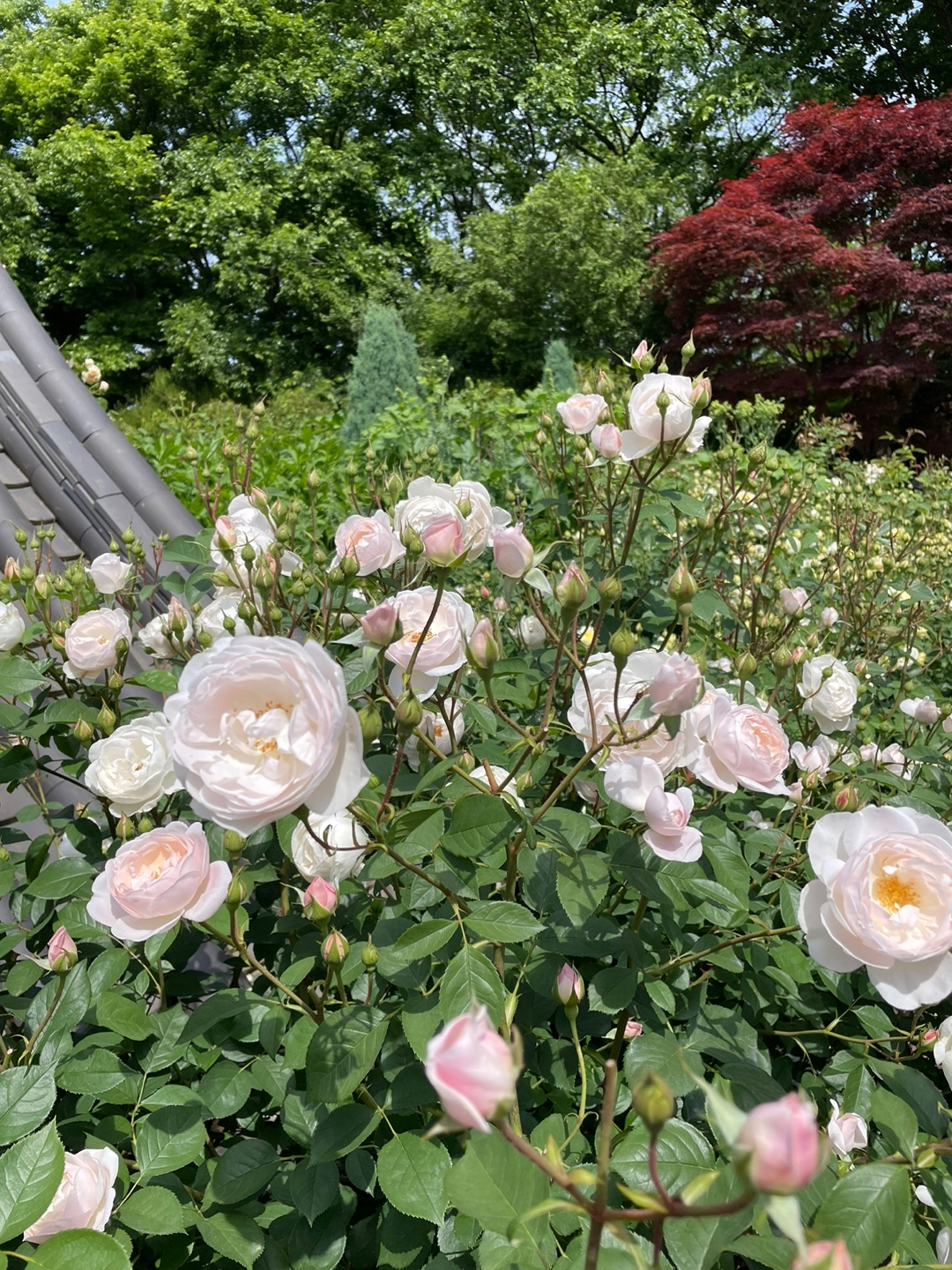 전주 여행 추천 - 전주수목원 소개