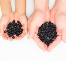 단백질 많은 음식 식물성 동물성