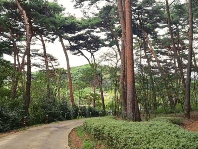 안면도-자연휴양림