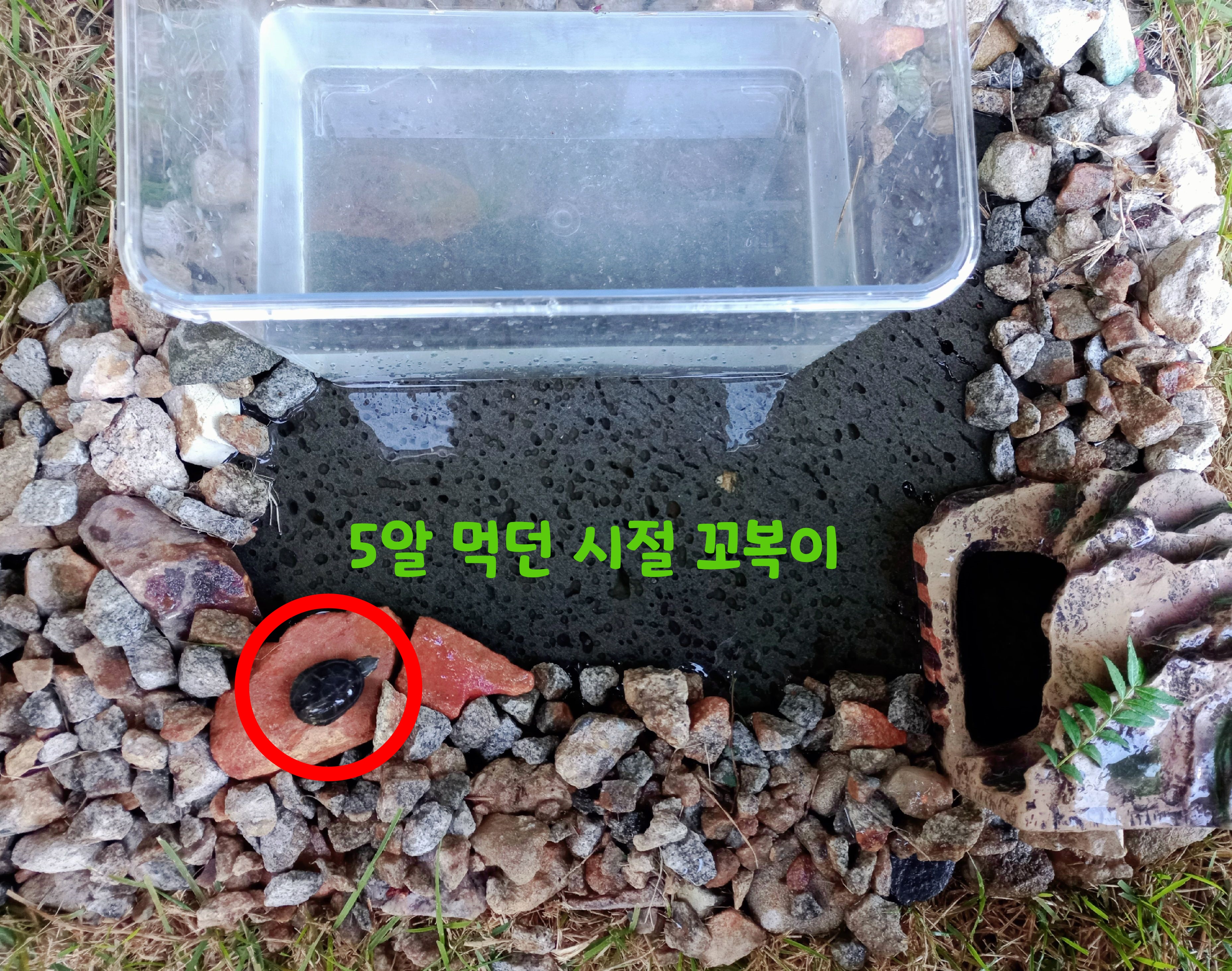 반수생 거북이 키우기_커먼머스크 터틀 (가격, 수명, 먹이, 집 청소)