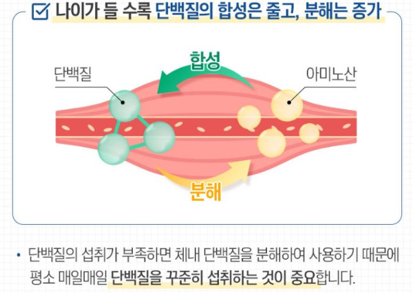 단백질합성이 줄어드는 이유