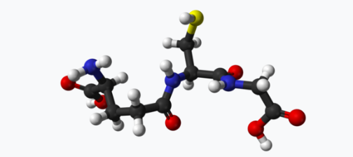 글루타치온 분자모형