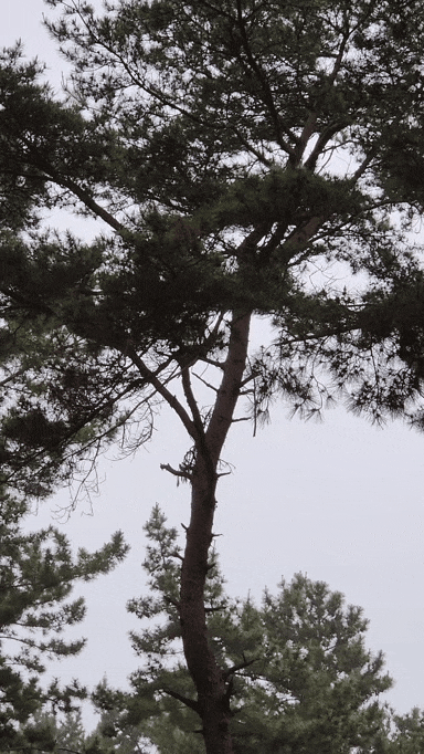 솔나무를 이리저리 왔다갔다하는 다람쥐