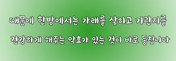  때문에 한방에서는 가래를 삭히고 기관지를 건강하게 해주는 약효가 있는 것이 바로 동칩니다