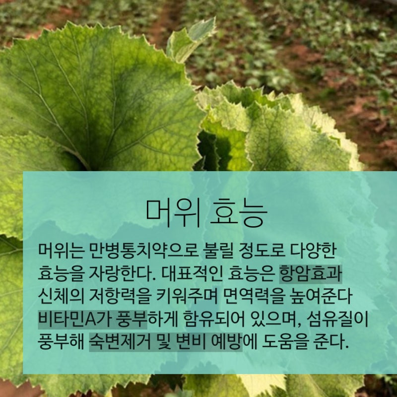 머위의 효능 이미지