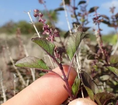 티트리잎 홀리바질 효능 4가지 및 문제성 내성 무좀 발톱영양제 추천