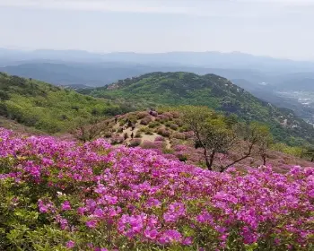 황매산 철쭉축제_12