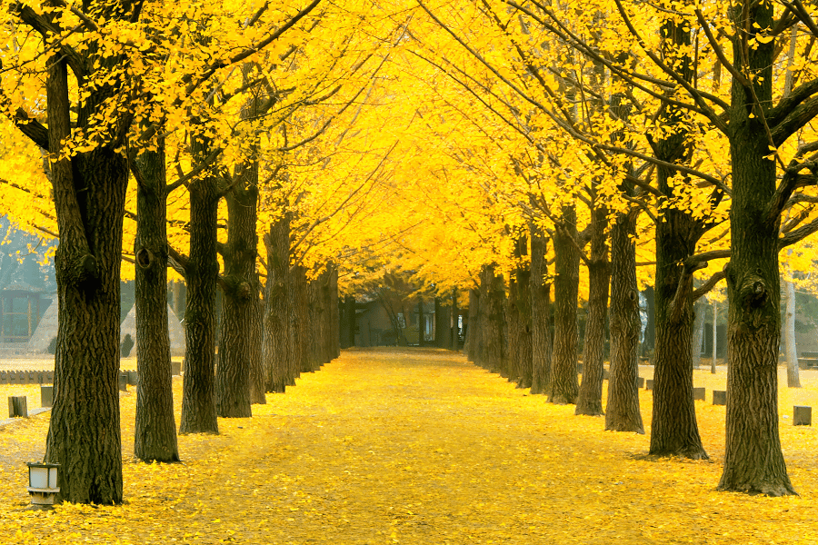 지금 꼭 가봐야 할 은행나무 명소