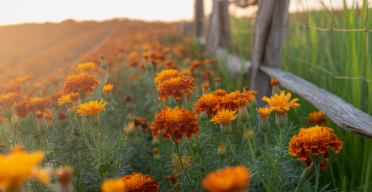 메리골드 꽃차 효능