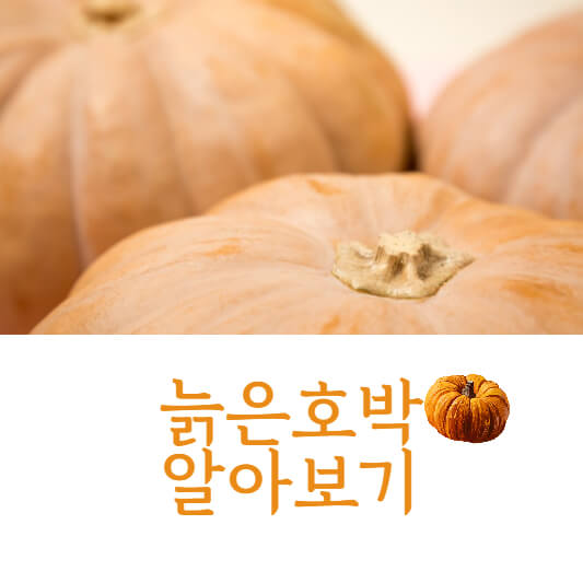 늙은호박
