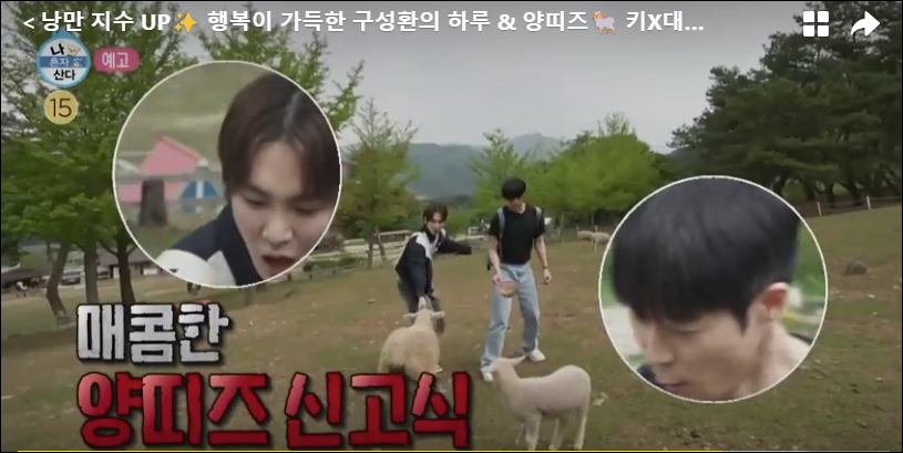 키와-대니구-양들과-같이-있는-모습