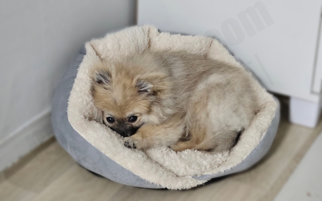 5개월 세이블 포메라니안