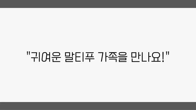 수원말티푸분양 알아봅니다