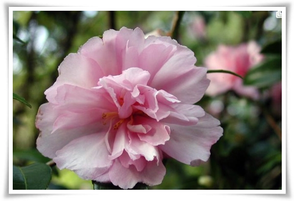 "동백꽃" 겨울의 끝 봄의 우아함을 담은 붉은 보석!