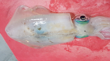 피빼기를마친흰색으로변한무늬오징어