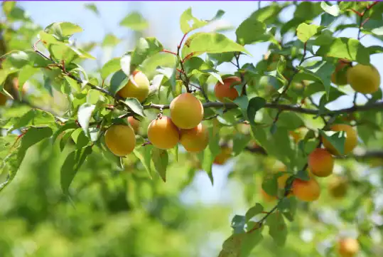 매실 효능 및 영양성분, 매실 가격