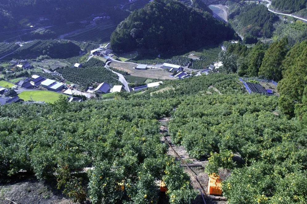 유자 재배 겨울 보온 방풍막 설치 염해 예방_5