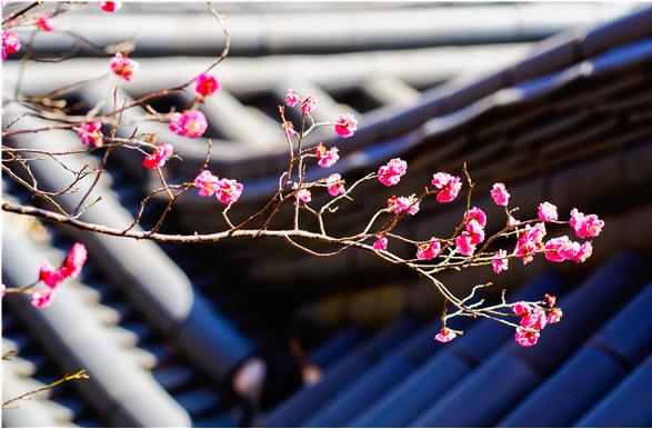 순천 금둔사 납월매 : 2월에 가장 먼저 피는 매화 명소